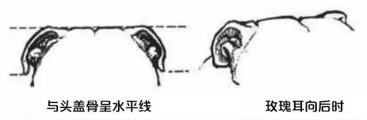 一梦谈狗:这些都不知道,别告诉我你喜欢英国斗牛犬……