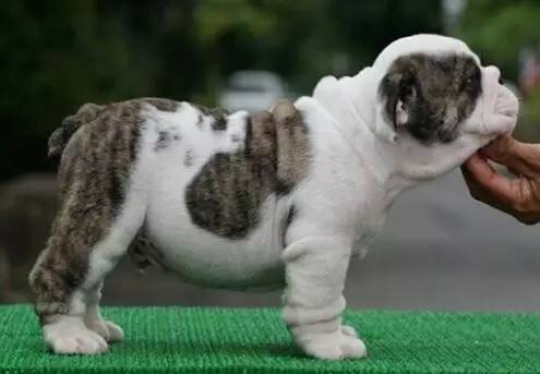 一梦谈狗:这些都不知道,别告诉我你喜欢英国斗牛犬……