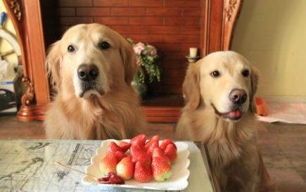 金毛老了眼睛也老,金毛老了以后有哪些疾病