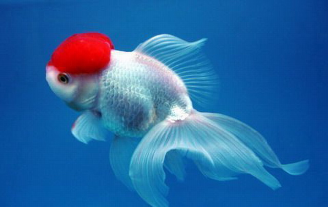 观赏鱼金鱼生病了怎么办,金鱼生病后鱼缸怎么处理