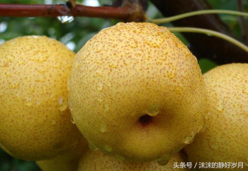 孕妈最适宜吃的秋季水果,秋天到了孕妇适合吃哪些水果