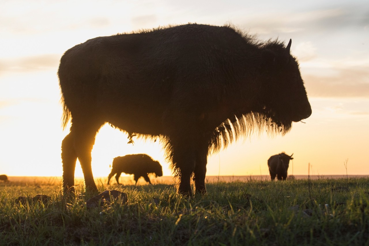 美洲野牛是第几名,美洲野牛算什么档次