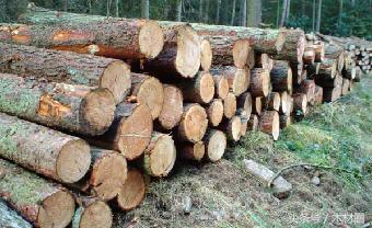 美加锯材纠纷,将会直接影响加拿大的出口价格