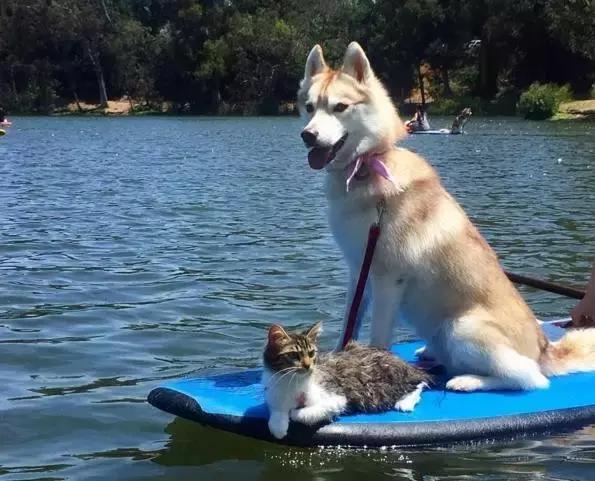 被三只狗养大的猫,被哈士奇养大的拉布拉多