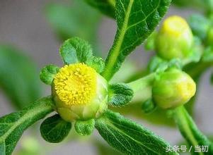 被骗了！二月红苦求佛爷都得不到的鹿活草，居然救不了丫头的命