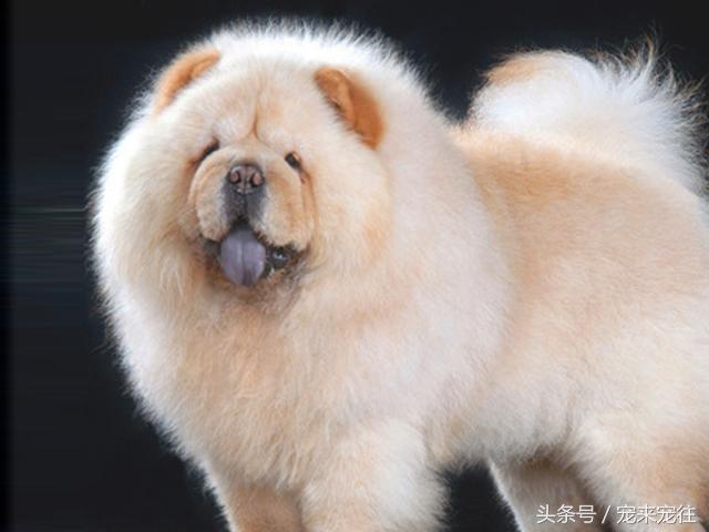 狗的饲养指南在线阅读,狗的饲养技巧与注意事项