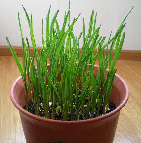 种植大蒜可以剥皮种吗,大蒜种在种植前用不用用清水浸泡