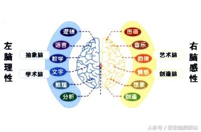 人体自我认知二、人体最高统治者脑细胞