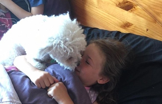 狗狗特发性癫痫能治愈吗,国外癫痫发作狗狗帮助主人视频