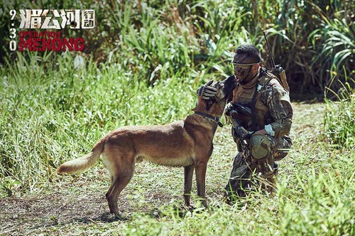有一种狗叫你扛！狗狗黑背（德牧）的军旅生活！湄公河的哮天犬？