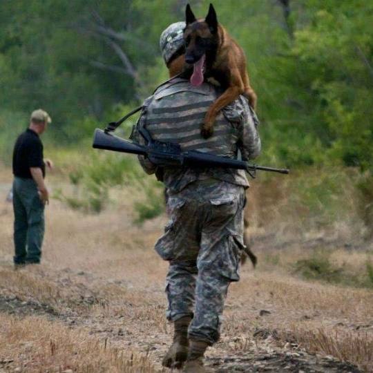 有一种狗叫你扛！狗狗黑背（德牧）的军旅生活！湄公河的哮天犬？