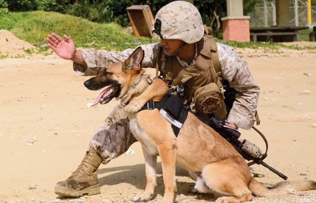 有一种狗叫你扛！狗狗黑背（德牧）的军旅生活！湄公河的哮天犬？