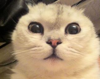 猫咪跟狗狗的生理小知识