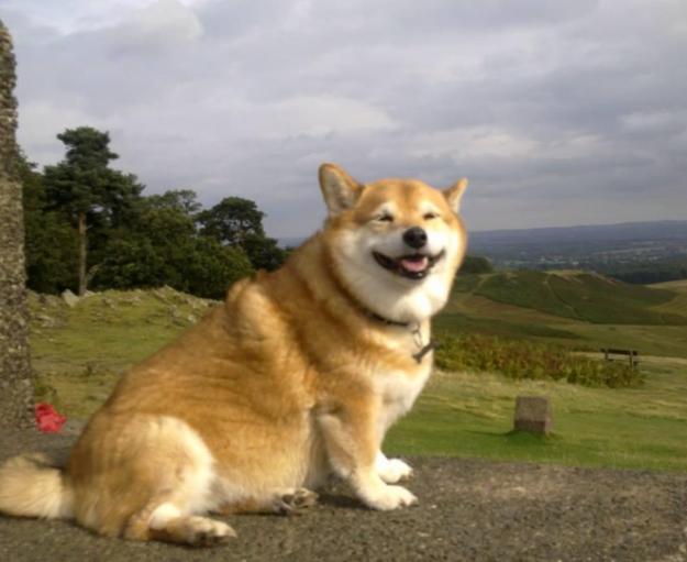 柯基的基因到底有多强大,柯基的基因有多强大