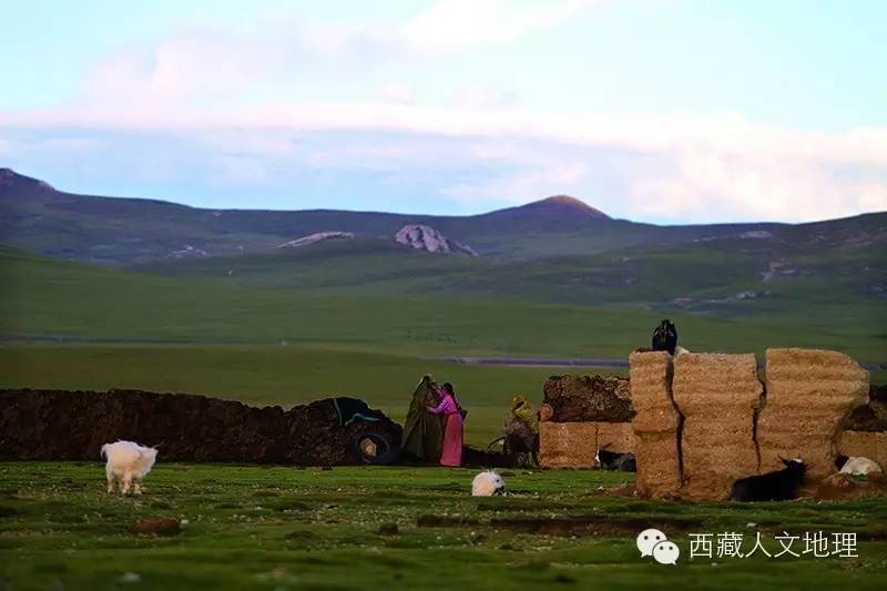 草原的风草原的雨草原的羊群歌谱,卓玛的羊群