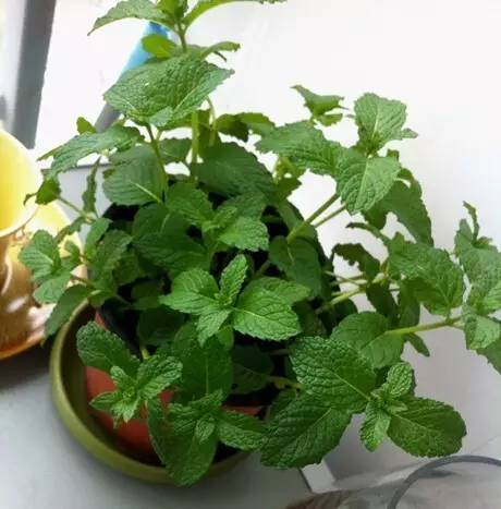 家里养的薄荷怎么吃,养的薄荷能做什么