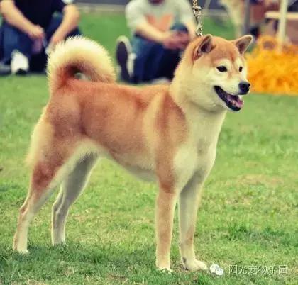 养全部宠物狗,适合在家养的狗狗还不掉毛