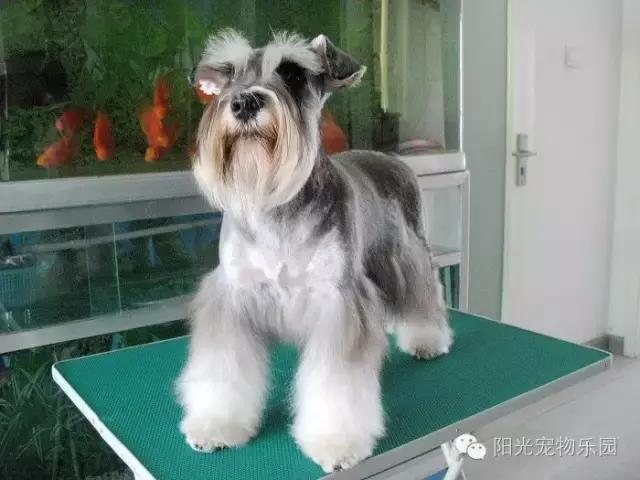 养全部宠物狗,适合在家养的狗狗还不掉毛