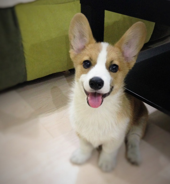 小柯基小时候的样子和长大的样子,还没长大的小柯基