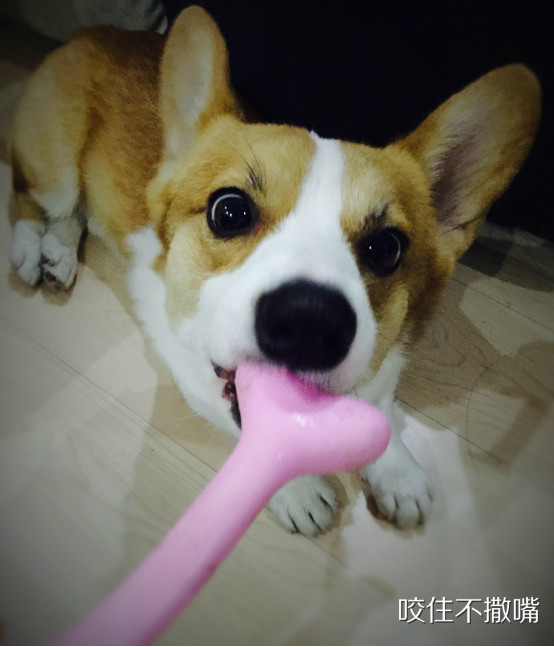 小柯基小时候的样子和长大的样子,还没长大的小柯基