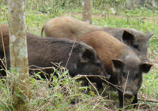 野猪这么好养为什么不养野猪,养野猪风险大不大