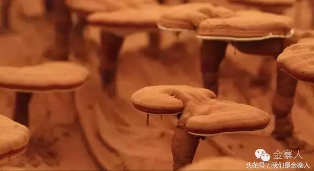 关于灵芝孢子粉新闻视频,央视报道灵芝孢子粉的功效