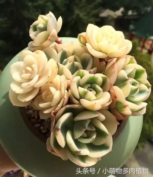 多肉出锦跟土有关吗,多肉出锦素好用吗