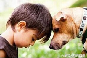 金毛贝贝卖狗,金毛犬贝贝现状