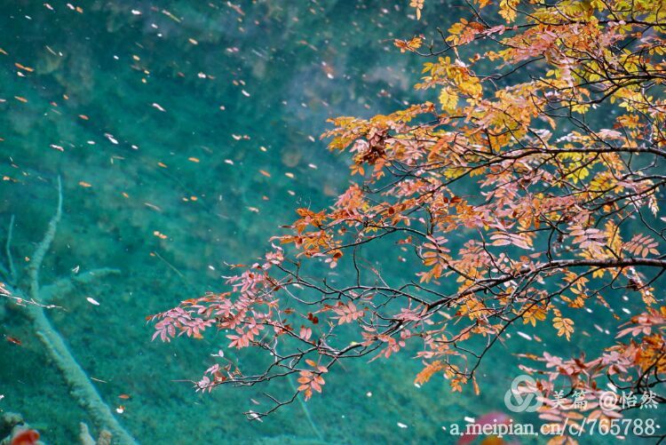 九寨沟让人失语的美丽童话世界,九寨沟有没有童话世界的景点