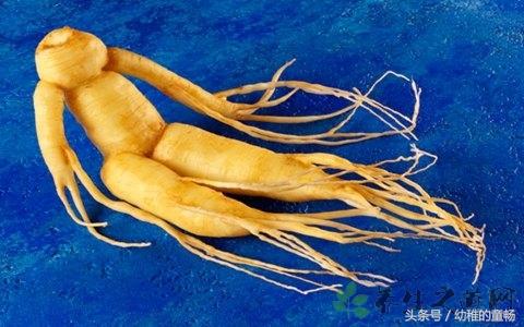 关于人参的简介资料,人参术语大全及讲解