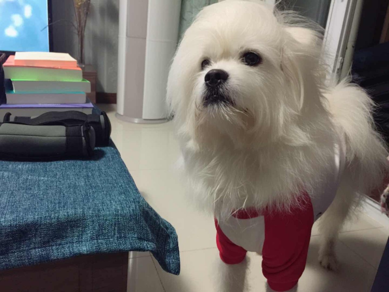 56个中美铲屎官每月花费,对,我就是这么变穷的