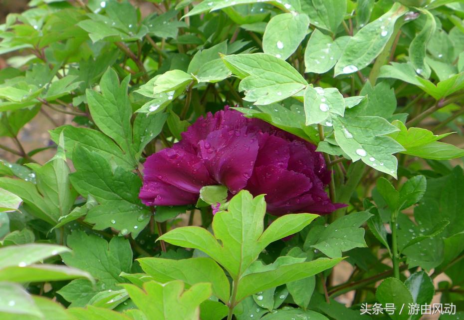 洛阳国际牡丹园门票,洛阳国际牡丹园图