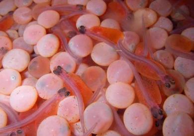 大马哈鱼为什么要洄游,大马哈鱼洄游的原因