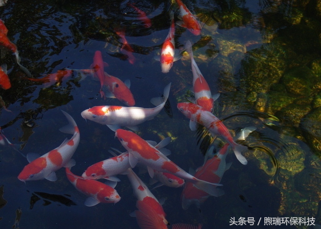 你知道锦鲤怎么来的吗,锦鲤是被人们青睐的