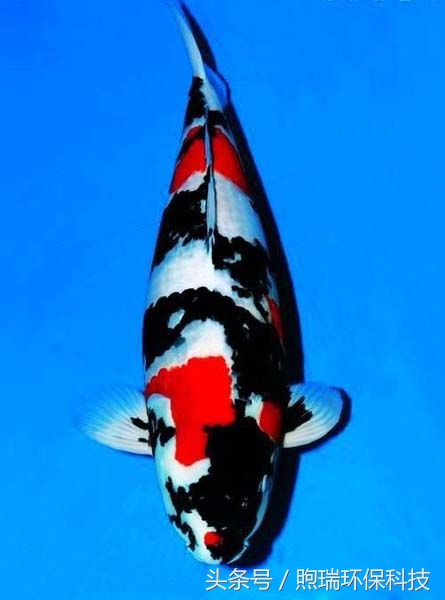 你知道锦鲤怎么来的吗,锦鲤是被人们青睐的