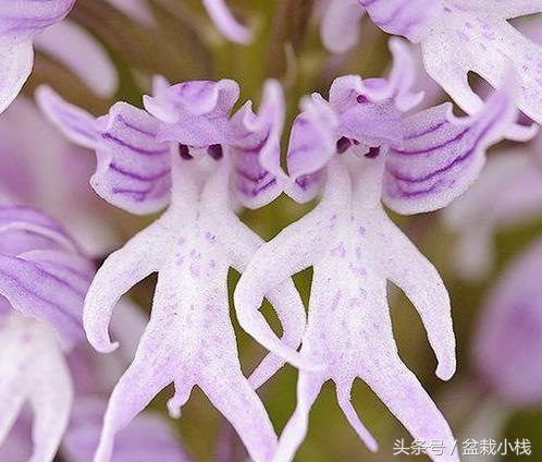 哪种兰花被认为是非常珍贵的,天下之大无奇不有的稀有兰花