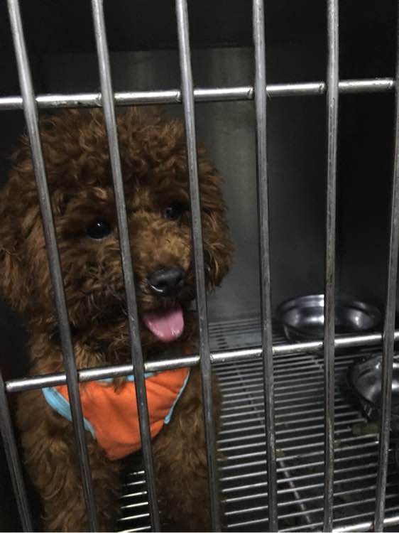 捡到了一个小狗狗宝宝,捡到一只泰迪去宠物医院怎么检查