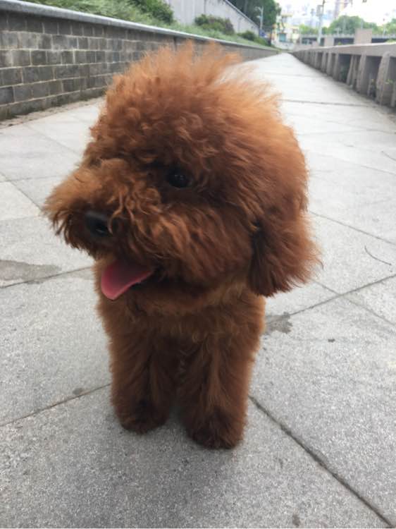 捡到了一个小狗狗宝宝,捡到一只泰迪去宠物医院怎么检查