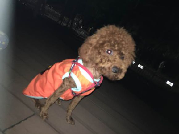 捡到了一个小狗狗宝宝,捡到一只泰迪去宠物医院怎么检查