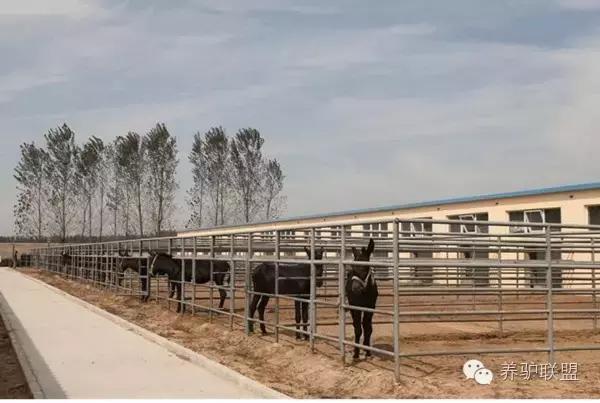 2023年养驴行情分析,农村养驴市场前景分析