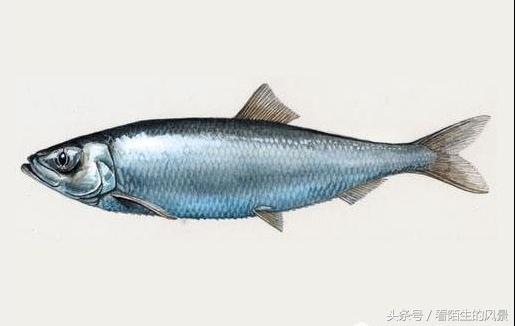 中国的代表鱼,各个国家的鱼是什么样子