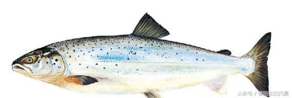 中国的代表鱼,各个国家的鱼是什么样子
