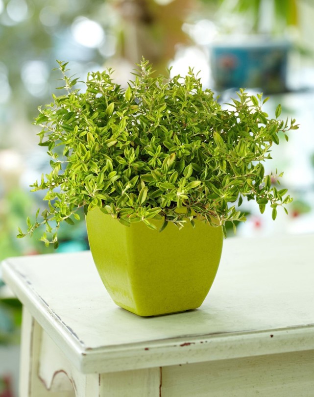 养花一花一草,花卉盆栽百里香