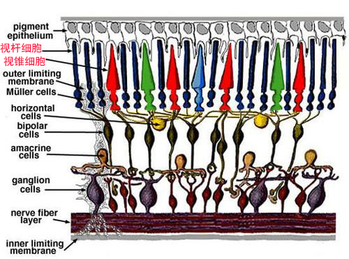 蓝黑和白金谁是色弱,蓝黑和白金