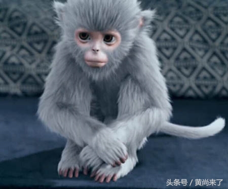 昨夜都有谁在蹲守追《青云志》？