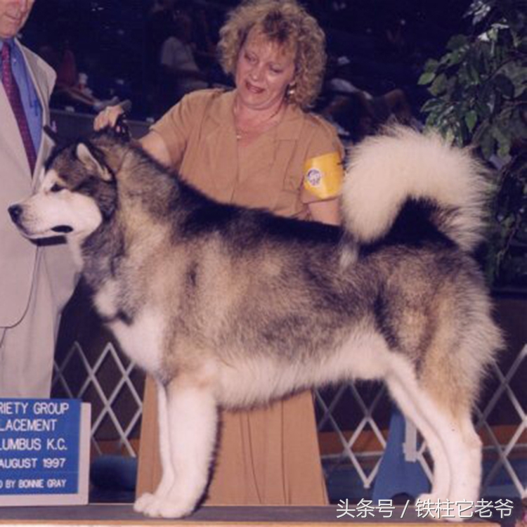 最快上车的阿拉斯加,来不及了快上车配音