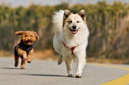 宠物狗喂做的饭和狗粮哪个好一点,宠物狗喂狗粮的正确方法