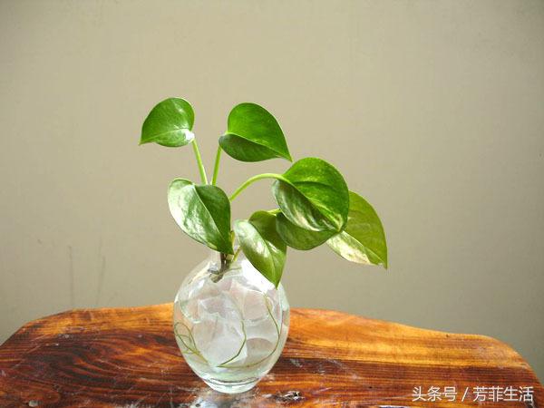 办公室大绿萝底下叶子发黄怎么养,绿萝秋天叶子变黄怎么处理