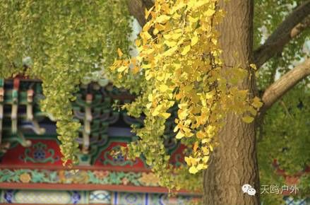 河南最好的红叶银杏叶在哪 (深秋河南哪里可以看银杏)