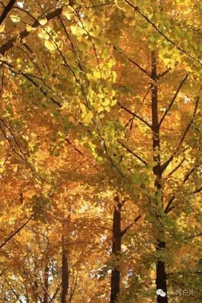 河南最好的红叶银杏叶在哪 (深秋河南哪里可以看银杏)